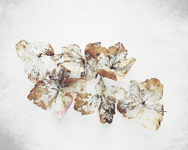 Naturalist Poster featuring the photograph Six Hydrangea by Lupen Grainne