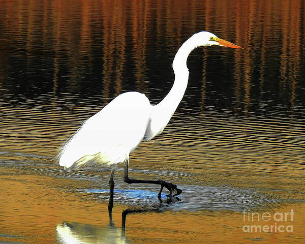 Egret Poster featuring the photograph Slowly I Walk by Scott Cameron
