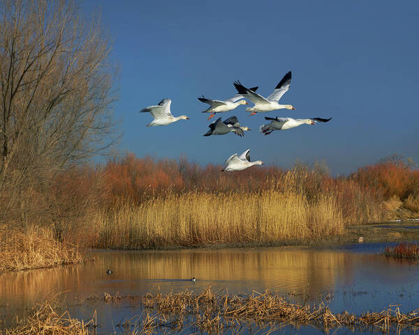 00557640 Poster featuring the photograph Snow Geese Flying, Bosque Del Apache Nwr, New Mexico by Tim Fitzharris
