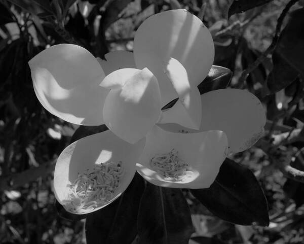 Southern Magnolia Black White Poster featuring the photograph Southern Magnolia in Black and White by Philip And Robbie Bracco