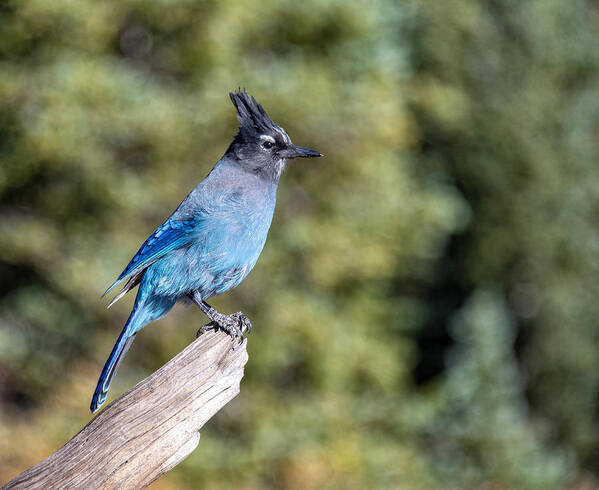 Wildlife Poster featuring the photograph Stellers Jay by Rand Ningali