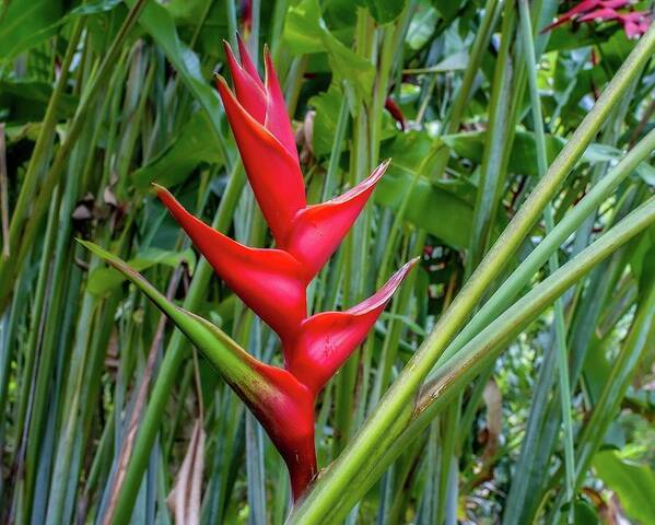 Kauai Poster featuring the photograph Sunrise Heliconia I I I by Doug Davidson