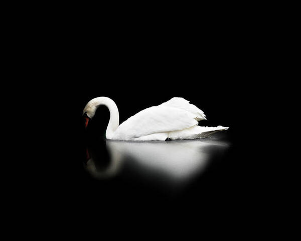 Swan Poster featuring the photograph Swan by Scott Meyer
