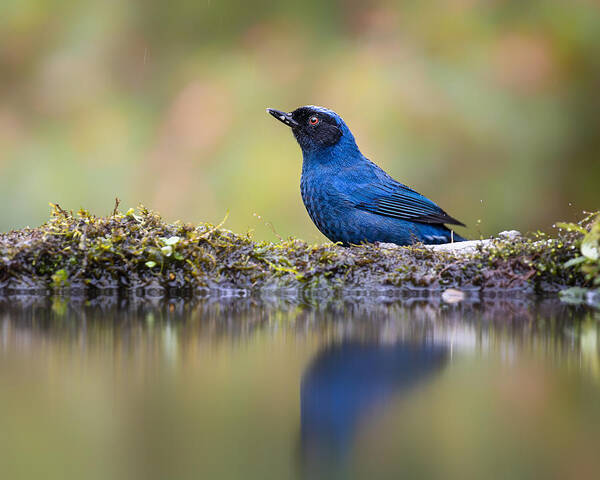 Wild Poster featuring the photograph Tanager At Pond by Siyu And Wei Photography