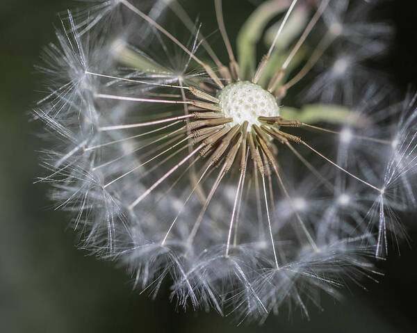 Dandelion Poster featuring the photograph That's Just Dandy 2 by Dusty Wynne