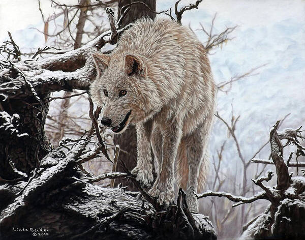Grey Wolf Poster featuring the pastel The Lookout by Linda Becker