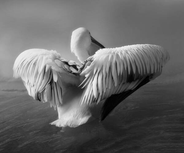 Big Bird Poster featuring the photograph The Pelican by Krystina Wisniowska