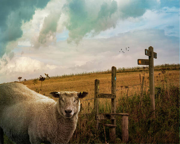 Sheep Poster featuring the photograph The Sheep Who Knows Where She's Going by Chris Lord