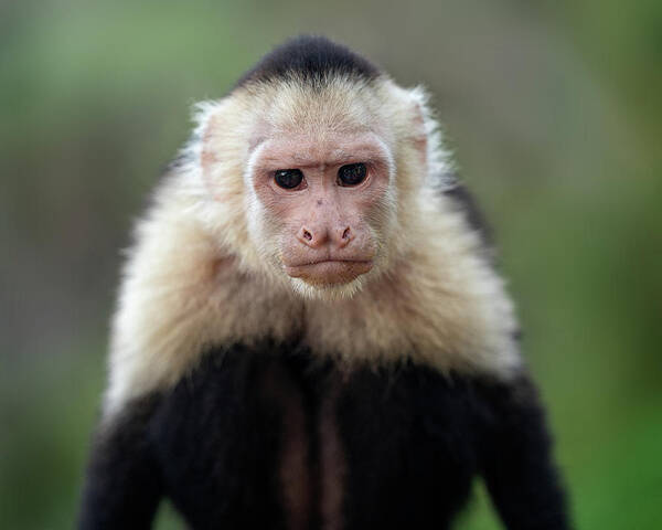 #costarica#monkey#capuchin#puravida#wildlife#rainforest Poster featuring the photograph The Stare by Darylann Leonard Photography