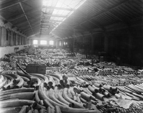 England Poster featuring the photograph Tusk Warehouse by Hulton Archive