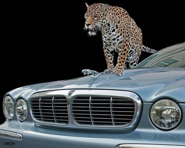 Jaguar Poster featuring the photograph Two Jaguars 1 by Larry Linton