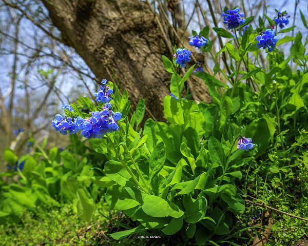 Virginia Bluebells Poster featuring the photograph Bluebells by Dale R Carlson