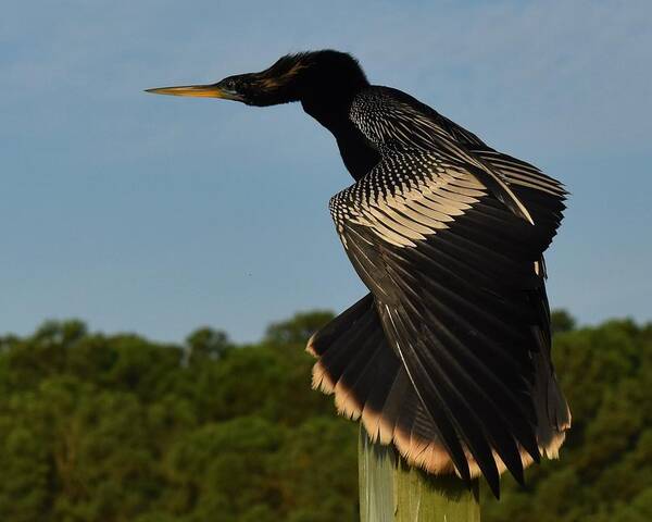 Anhinga Poster featuring the photograph Water Turkey by Chip Gilbert