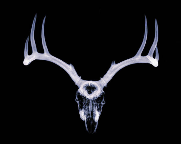 Kansas Poster featuring the photograph White-tailed Deer x-ray 007 by Rob Graham