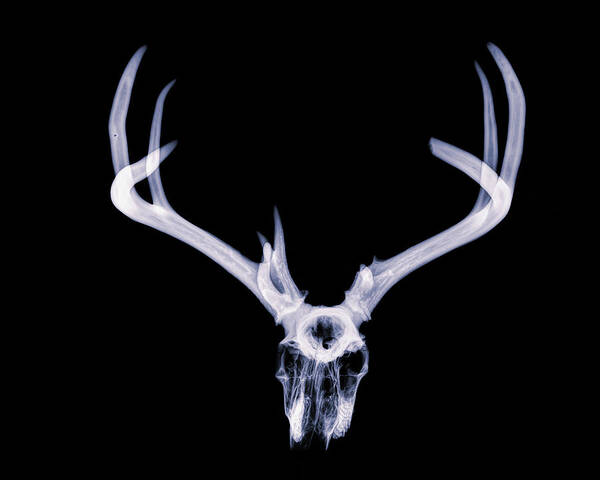 Kansas Poster featuring the photograph White-tailed Deer x-ray 014 by Rob Graham