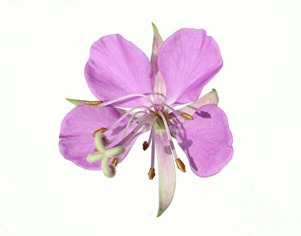Close Up Poster featuring the photograph wildflowers pink fireweed Epilobium angustifolium by Robert C Paulson Jr