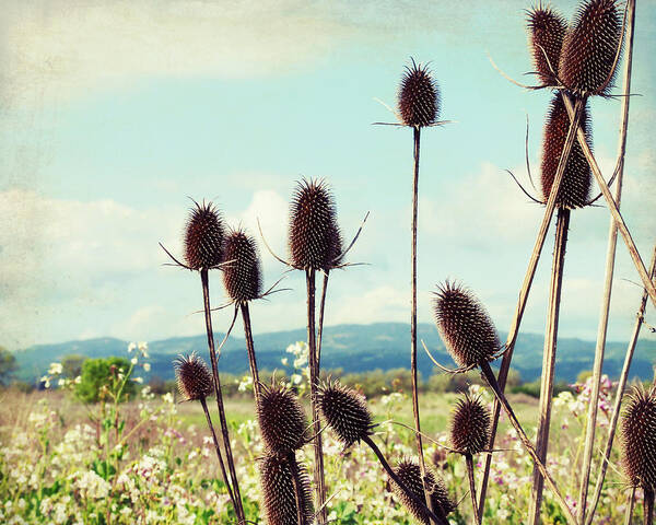 Teasel Poster featuring the photograph Winter Teasel by Lupen Grainne