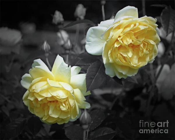 Rose Poster featuring the photograph Yellow Roses Partial Color by Smilin Eyes Treasures