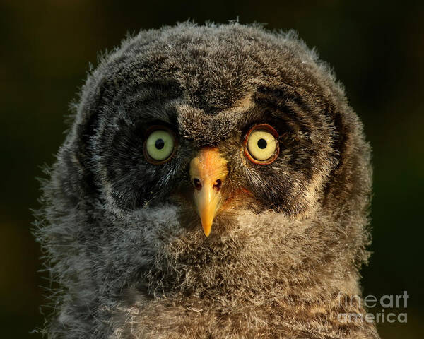 Great Gray Owl Poster featuring the photograph Baby great gray owl #1 by Heather King