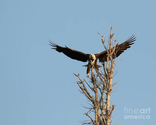 Bald Eagle Poster featuring the photograph Incoming #1 by Heather King