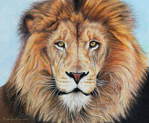 Lion Poster featuring the drawing Leo by Rachel Emmett