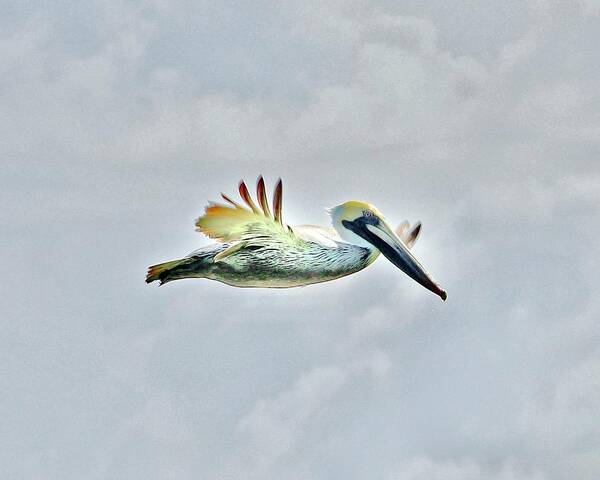 Pelican Poster featuring the photograph Pelican in Flight #1 by Sarah Lilja
