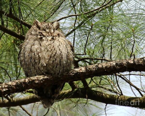 Eastern Screech Owl Poster featuring the photograph Proud Mom #1 by Heather King