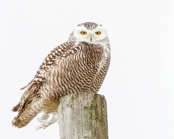 Owl Poster featuring the photograph Snowy Owl #1 by Timothy McIntyre
