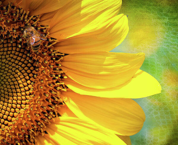 Flowers Poster featuring the photograph Sunflower #1 by Anna Rumiantseva