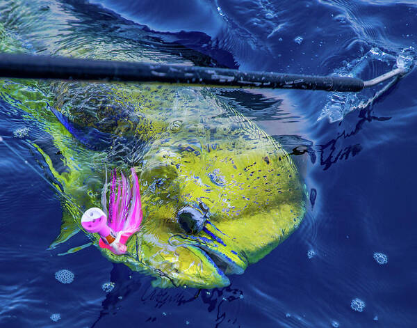  Poster featuring the photograph Mahi #2 by Pat Ford