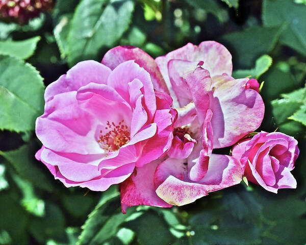 Roses Poster featuring the photograph 2020 Mid June Garden Shrub Roses 1 by Janis Senungetuk