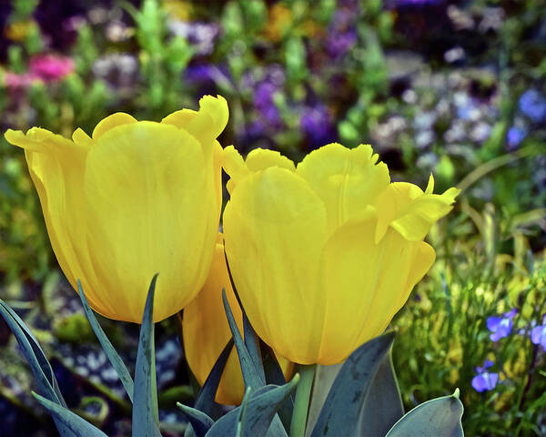 Tulips Poster featuring the photograph 2020 Yellow Spring Tulips by Janis Senungetuk