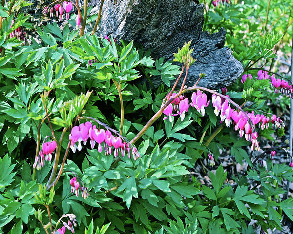 Spring Flowers Poster featuring the photograph 2021 Late April Bleeding Hearts 2 by Janis Senungetuk