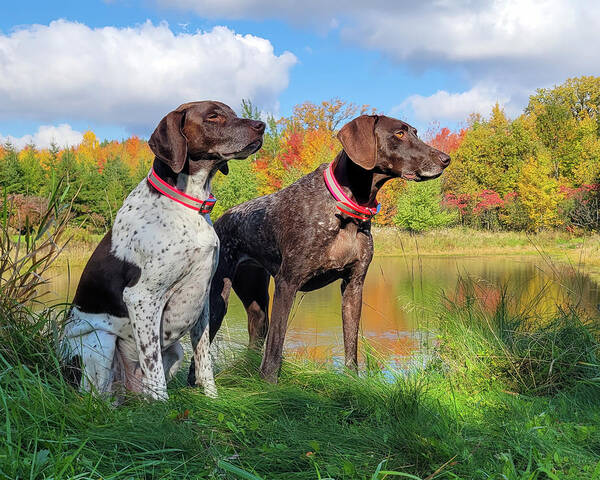German Shorthaired Pointers Poster featuring the photograph German Shorthaired Pointers by Brook Burling
