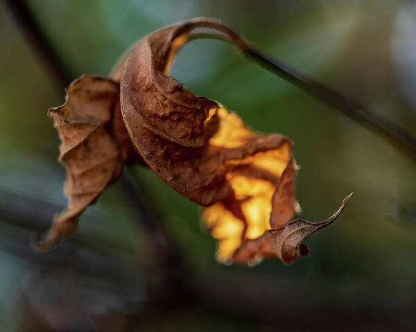 Landscape Poster featuring the photograph Nature Photography - Fall Leaves #4 by Amelia Pearn