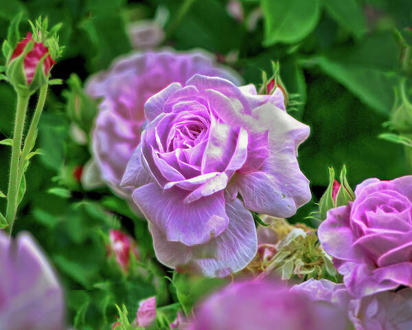 Pink Rose Poster featuring the photograph Pink Rose at Botanical Gardens #5 by Cordia Murphy
