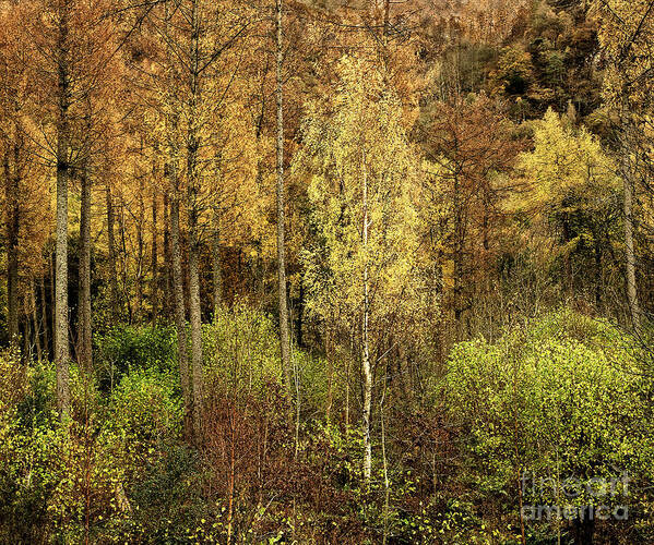50 Shades Gold Golden Autumn Wonderland Fall Smart Uk Woodland Woods Forest Trees Foliage Leaves Beautiful Birch Crown Beauty Landscape Rich Colors Yellow Delightful Magnificent Mindfulness Serenity Inspirational Serene Tranquil Tranquillity Magic Charming Atmospheric Aesthetic Attractive Picturesque Scenery Glorious Impressionistic Impressive Pleasing Stimulating Magical Vivid Trunks Effective Green Bushes Delicate Gentle Joy Enjoyable Relaxing Pretty Uplifting Poetic Orange Red Fantastic Tale Poster featuring the photograph Fifty Shades Of Gold by Tatiana Bogracheva