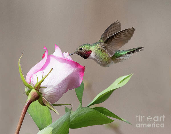 Bird Poster featuring the photograph Broad-tailed Hummingbird #6 by Dennis Hammer