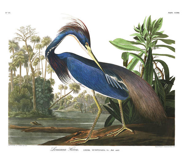 Louisiana Heron Poster featuring the painting Louisiana Heron #6 by John James Audubon