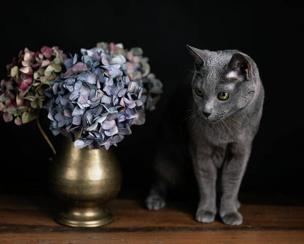 Russian Blue Cat Poster featuring the photograph Russian Blue Cat #9 by Nailia Schwarz