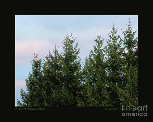 Tree Poster featuring the photograph A Line of Norway Spruce by Patricia Overmoyer