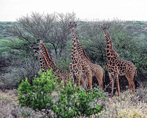 Giraffe Poster featuring the photograph A Tower Of Giraffes by Don Schimmel