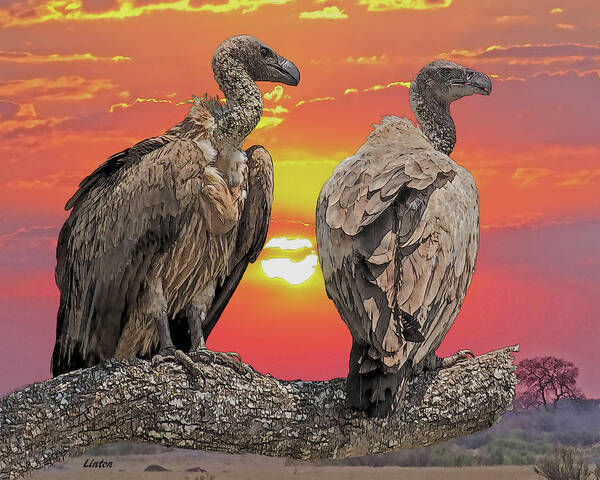 African Vultures Poster featuring the digital art AFRICAN VULTURES AT SUNSET cps by Larry Linton