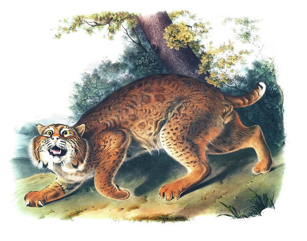 Drawing Poster featuring the drawing American wild cat by John Woodhouse Audubon