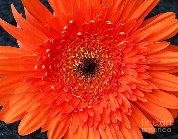 Orange Poster featuring the photograph An Orange Happy Birthday Flower by L Bosco