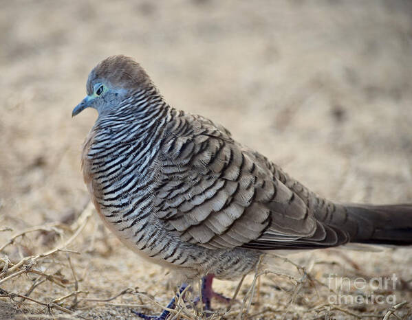 Zebra Dove Poster featuring the photograph Angry Zebra Dove by Debra Banks