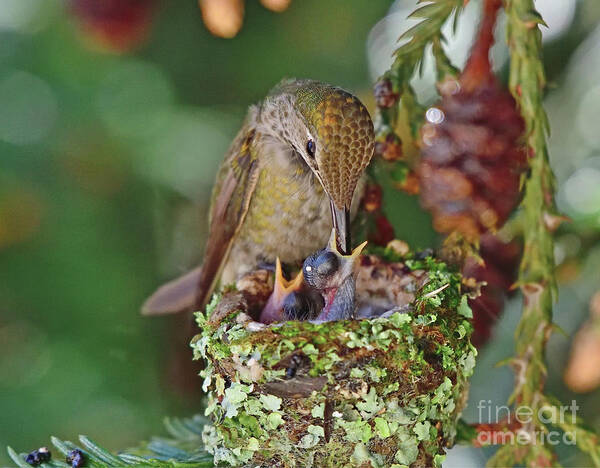 Calypte Anna Poster featuring the photograph Anna's Hummingbird Feeding her chicks by Amazing Action Photo Video