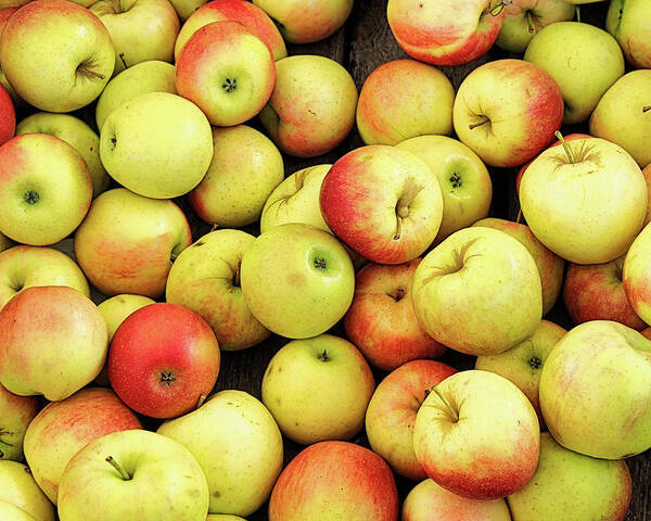 Apple Poster featuring the photograph Apple Season by Scott Olsen