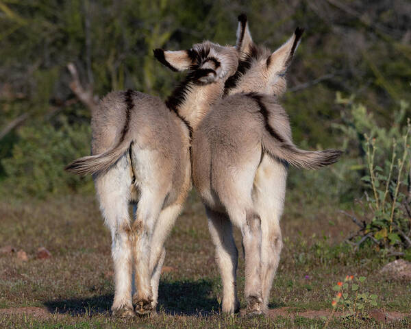 Wild Burros Poster featuring the photograph Baby Burro Butts by Mary Hone