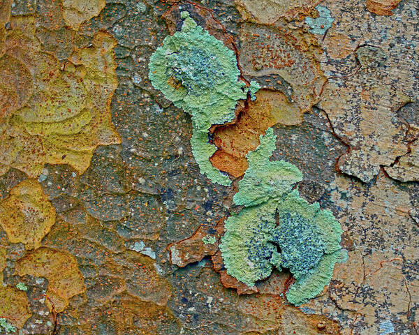  Tree Poster featuring the photograph Bark Topography 4 by Lynda Lehmann